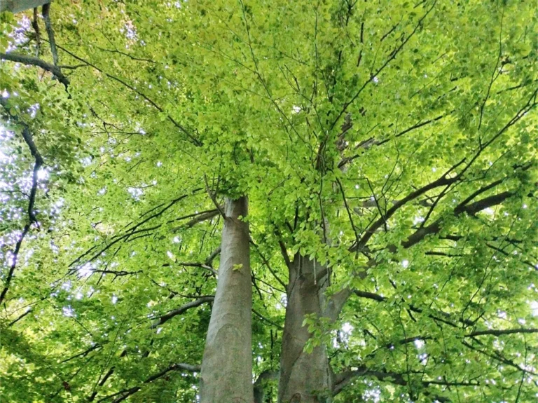 Fagus Sylvatica