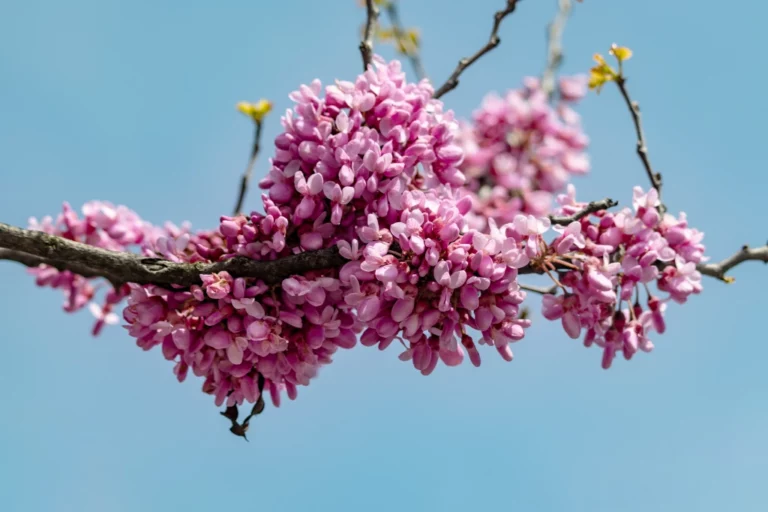 Cercis Siliquastrum