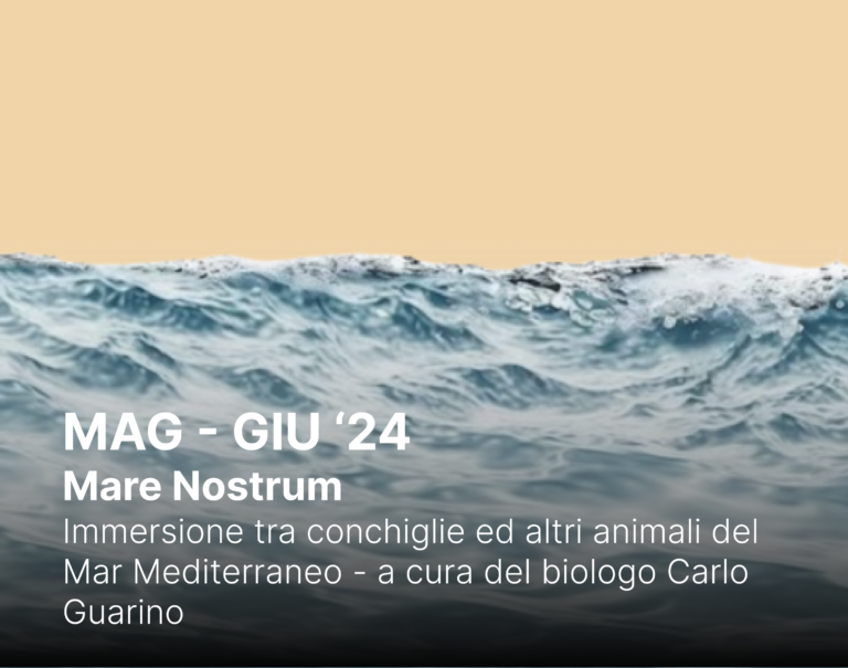 Mare nostrum: immersione tra conchiglie ed altri animali del Mar Mediterraneo