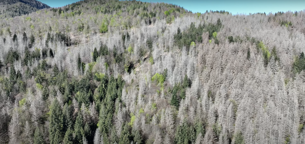 Riflessioni sulla crisi forestale in Val Palot, il futuro dei nostri boschi