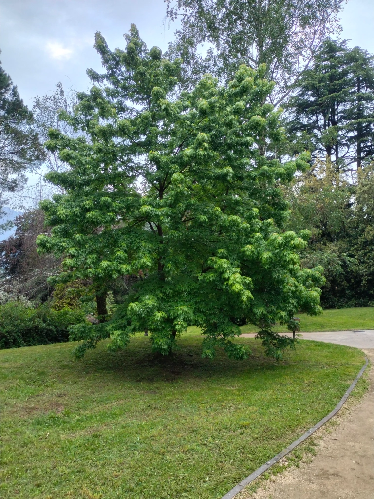 Liquidambar styraciflua