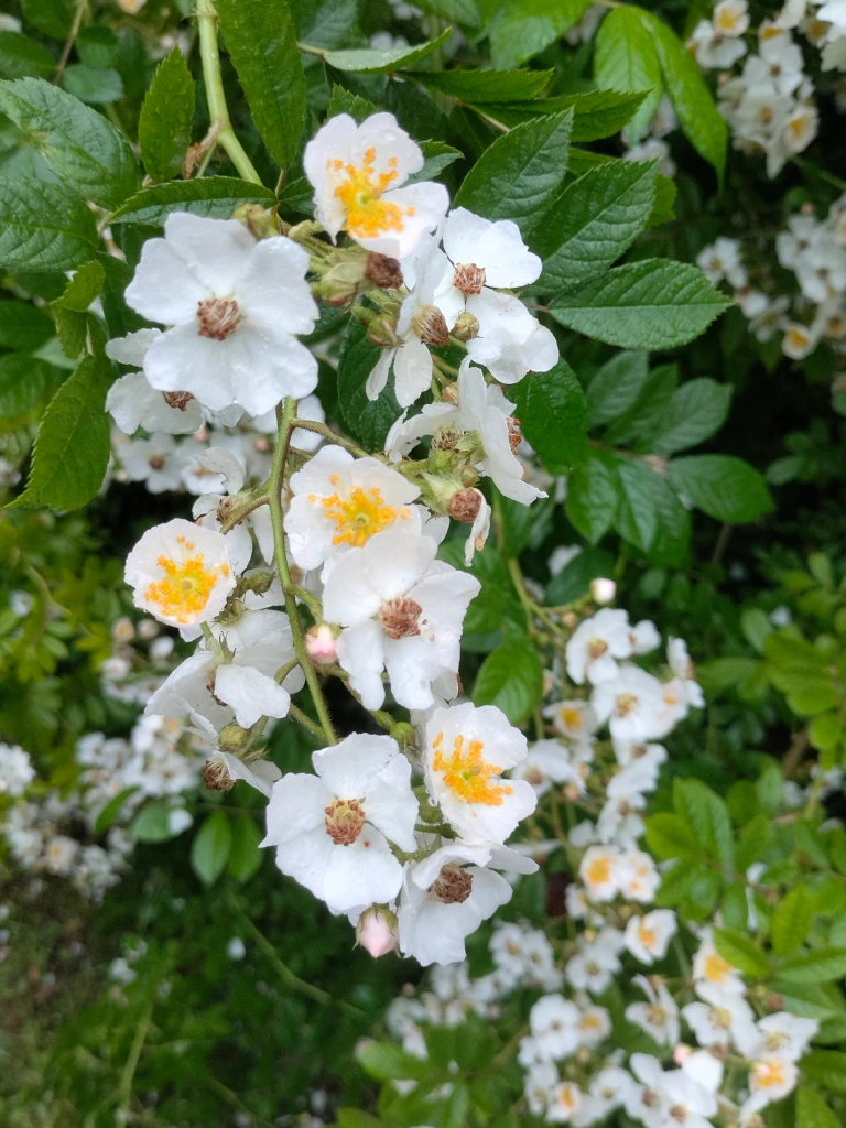 Rosa multiflora Thunb.