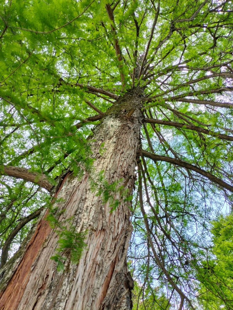 Taxodium Disticum