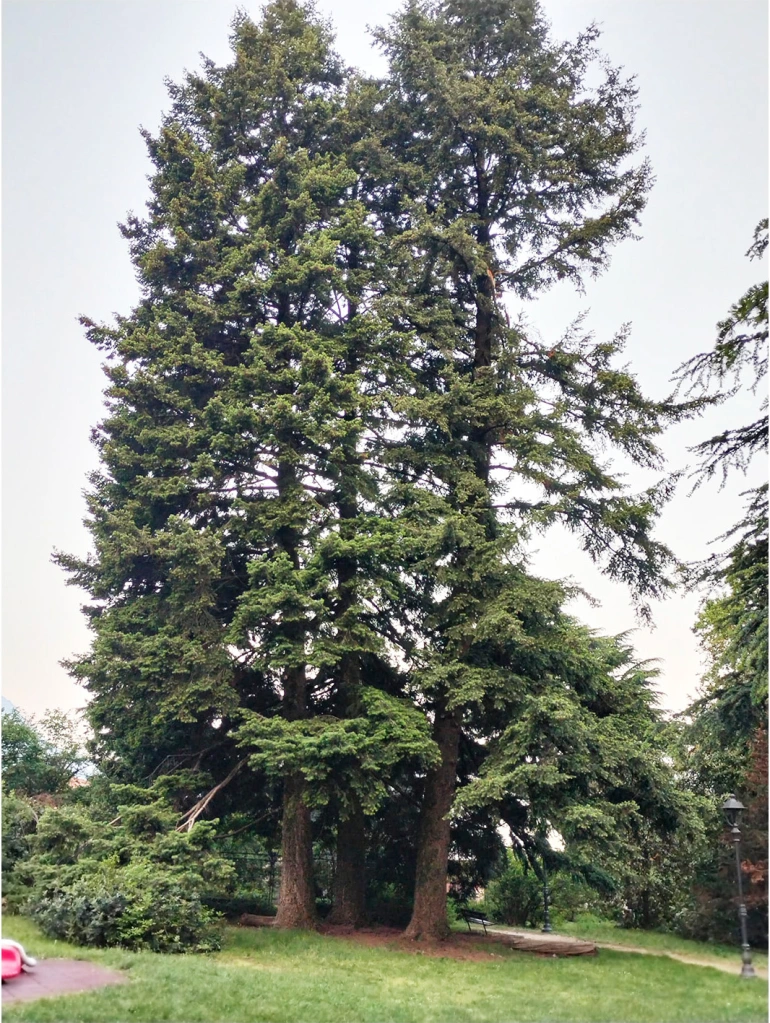 Pseudotsuga Menziesii