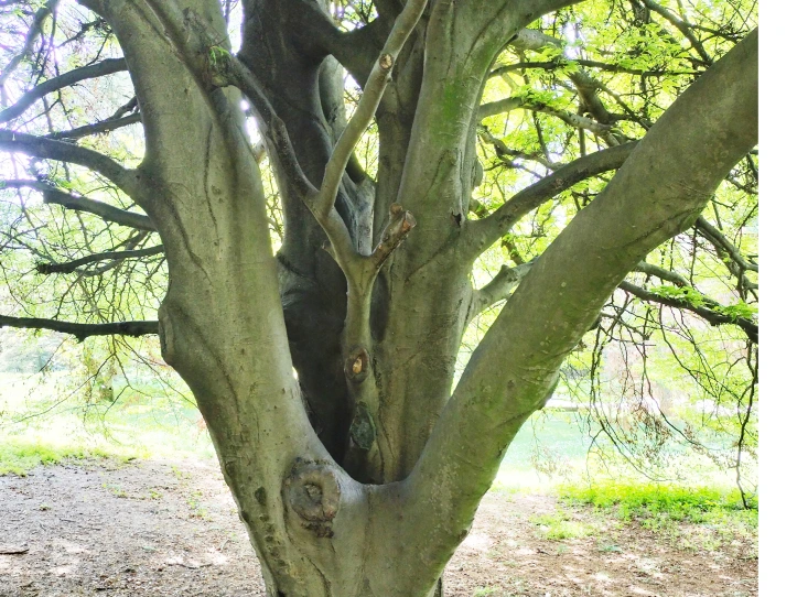 Fagus Sylvatica Asplenifoglia