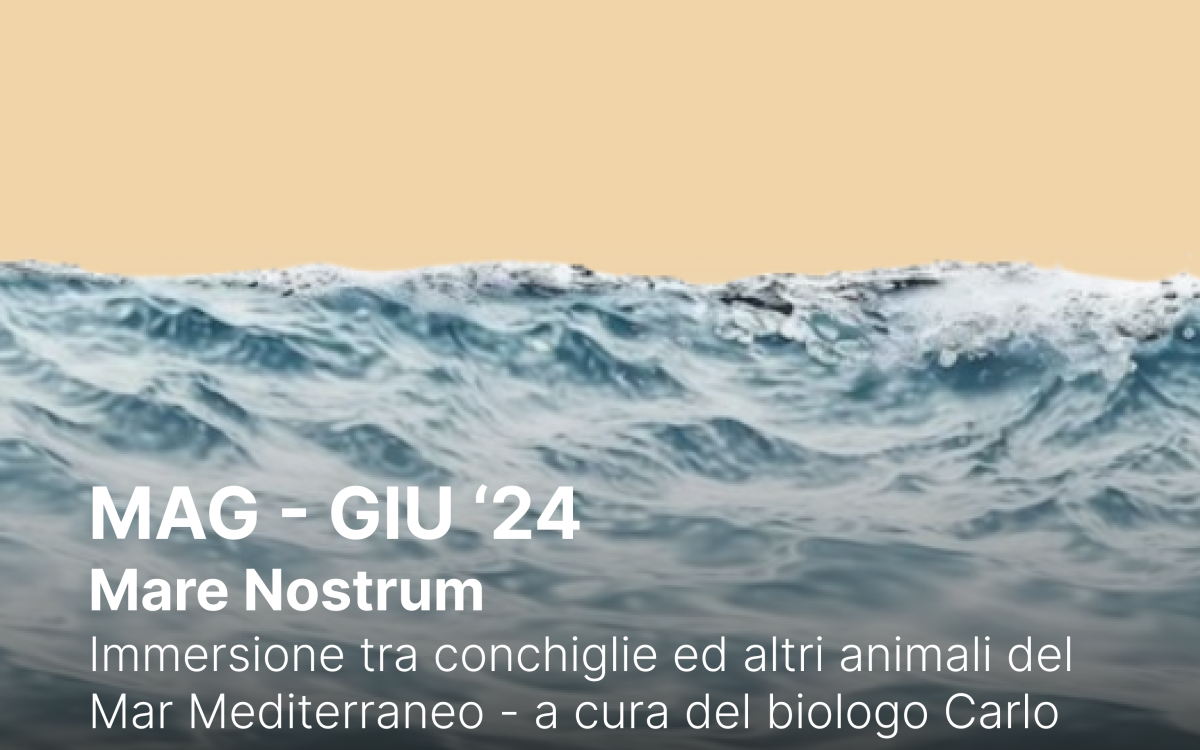 Mare nostrum: immersione tra conchiglie ed altri animali del Mar Mediterraneo